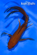 5.5" CHAGOI BUTTERFLY