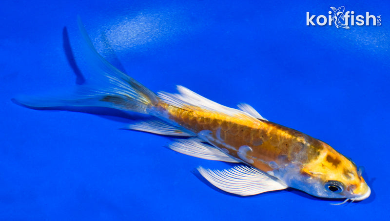 5" ARAGOKE KIN KIKOKURYU BUTTERFLY