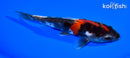 6.5" DOITSU SHOWA