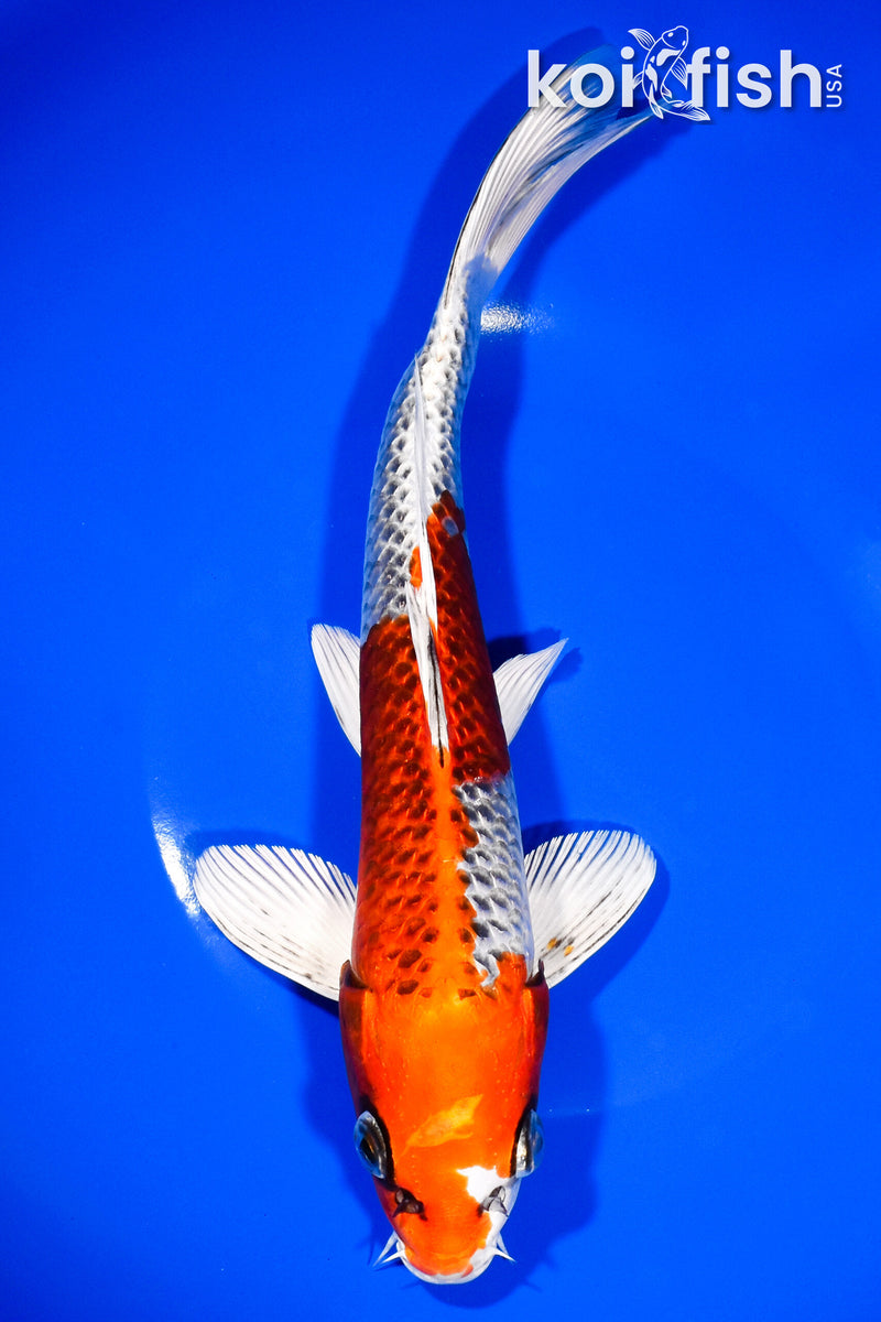 10.25" KUJAKU