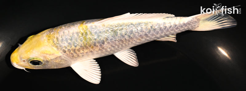 5.25" GINRIN KUJAKU