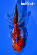 4.75" CALICO ORANDA GOLDFISH