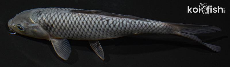 8" SORAGOI