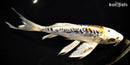 9.5" ARAGOKE BENI KIKOKURYU BUTTERFLY