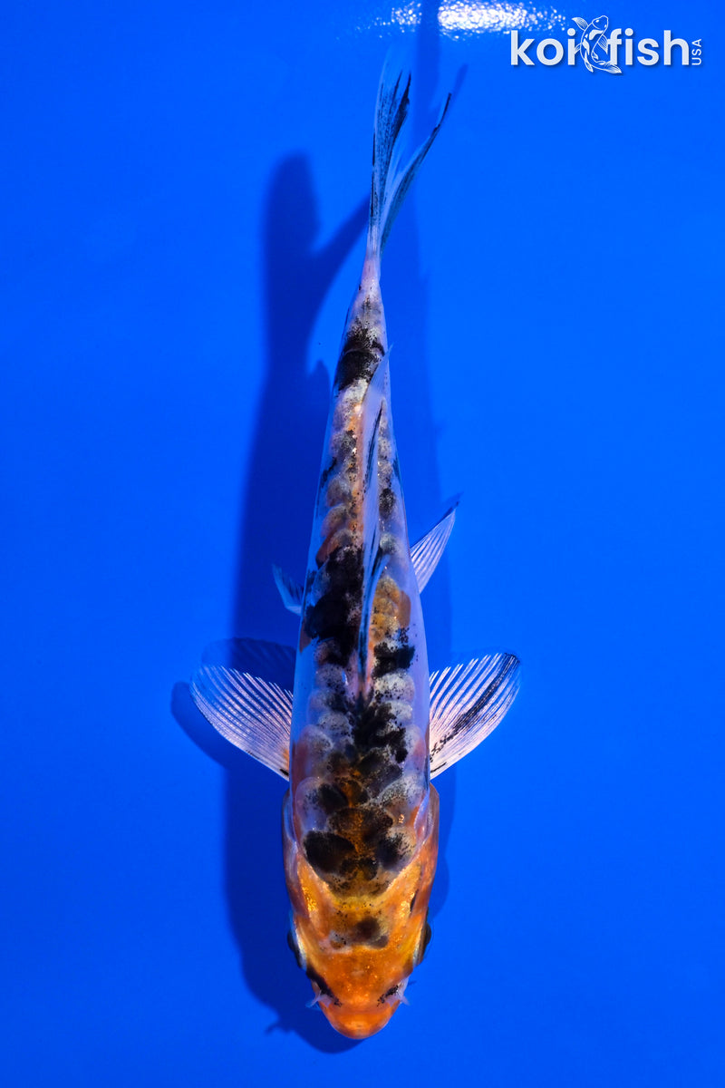 4.25" ARAGOKE HEISEI NISHIKI