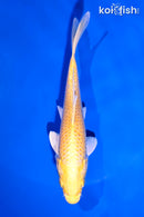 5.25" YAMABUKI OGON