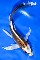 6" BENI KIKOKURYU BUTTERFLY