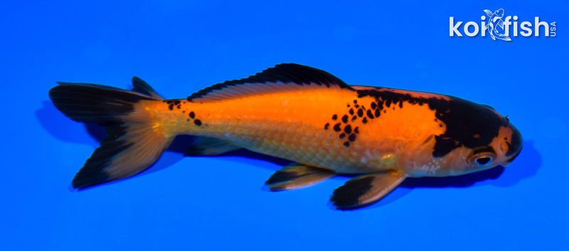 5" WAKIN GOLDFISH