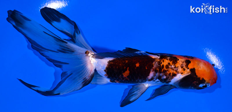 6.25" CALICO WATONAI GOLDFISH