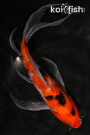 8.75" SANKE BUTTERFLY