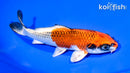 6.5" KUJAKU