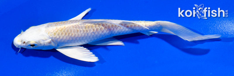 5" LEMON HARIWAKE BUTTERFLY