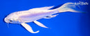 7" DOITSU PLATINUM OGON BUTTERFLY