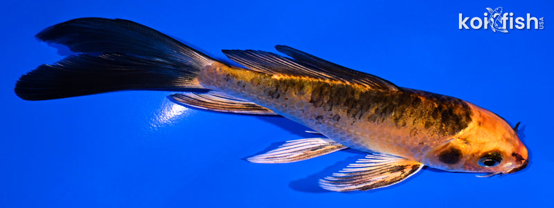 5.5" ORENJI BEKKO BUTTERFLY