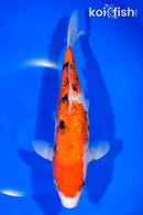 9.75" GINRIN SANKE