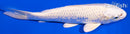 7.5" PLATINUM OGON