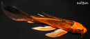 8.25" KIN ORENJI MATSUBA BUTTERFLY