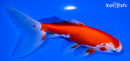 6" SARASDA WATONAI GOLDFISH