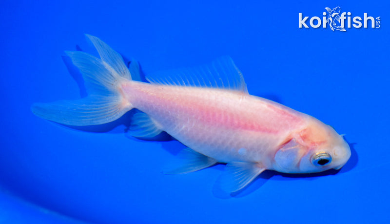 5.75" WATONAI GOLDFISH