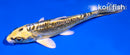 4.5" KIN KIKOKURYU