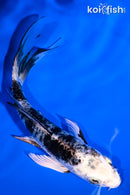 5" GIN SHIRO BEKKO BUTTERFLY