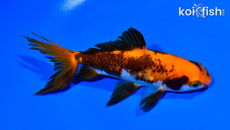 5.25" WAKIN GOLDFISH