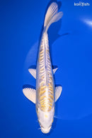 9" DOITSU HARIWAKE