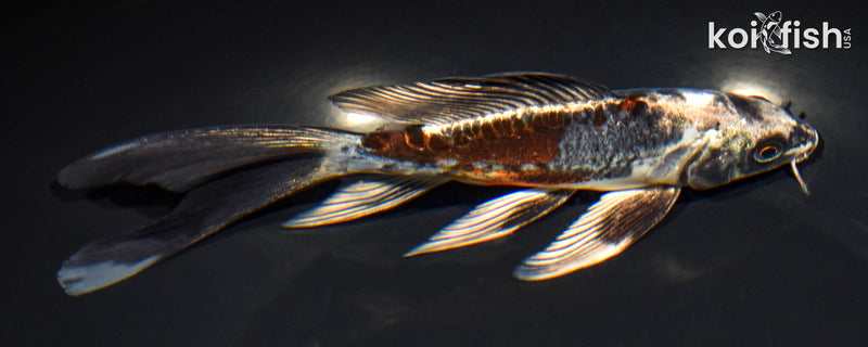 6.75" BENI KIKOKURYU BUTTERFLY