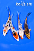 PACK OF (4) 4-4.25" STANDARD KOI