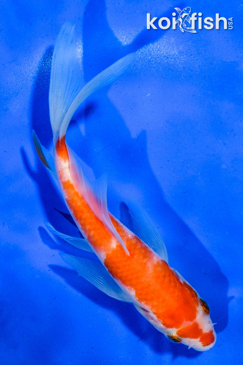 5.5" KOHAKU BUTTERFLY
