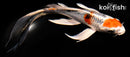 6" KUJAKU BUTTTERFLY