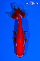 4.25" SARASA WAKIN GOLDFISH