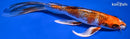 8.75" KUJAKU BUTTERFLY