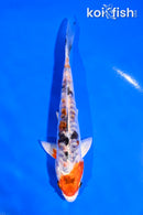 5.5" ARAGOKE HEISEI NISHIKI