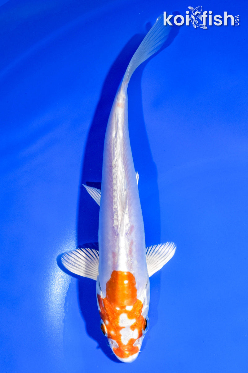 6.5" KIKUSUI