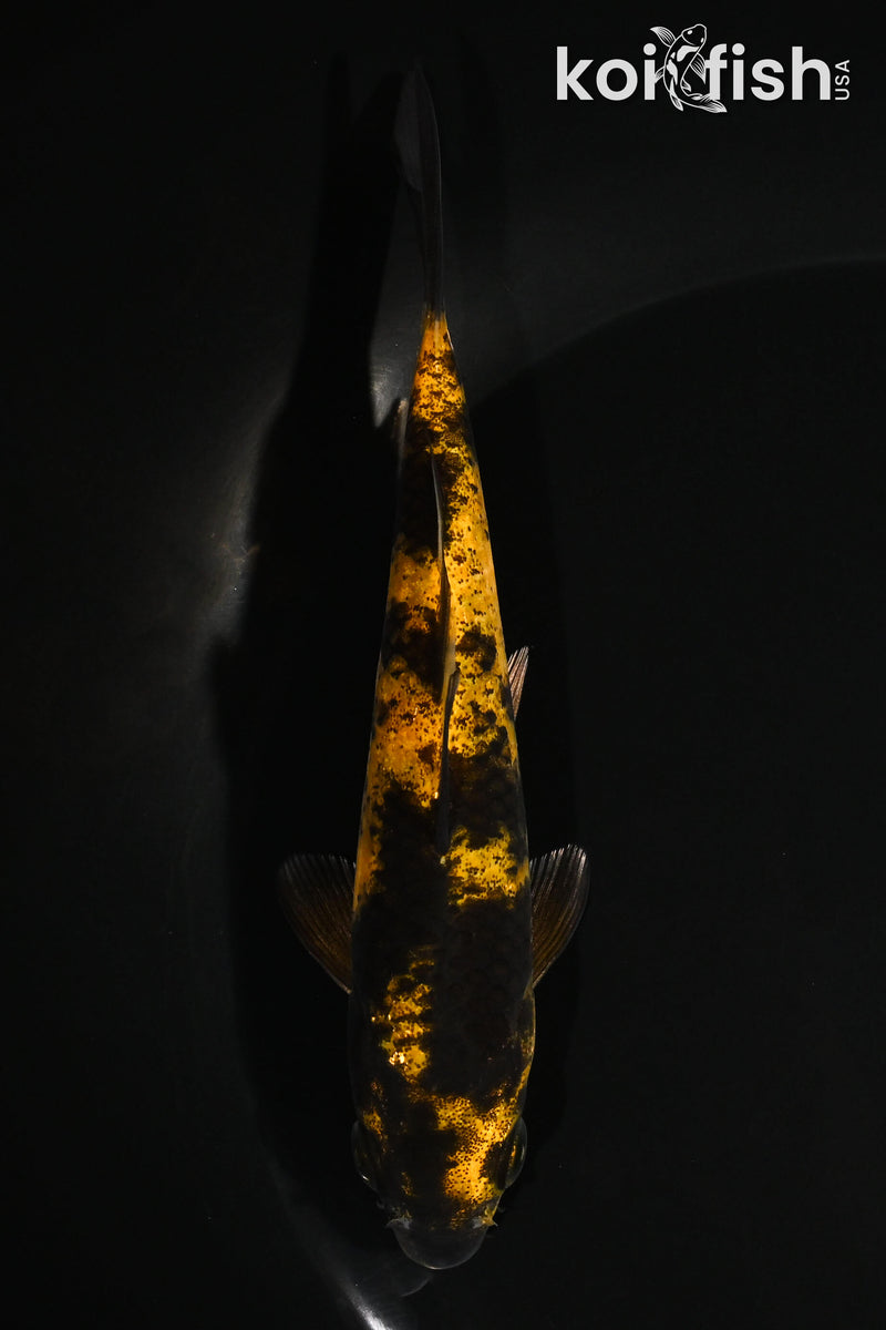 5.25" KI UTSURI