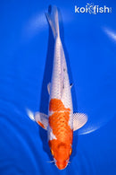9.75" YAMATO NISHIKI