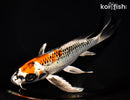 8" KUJAKU BUTTERFLY