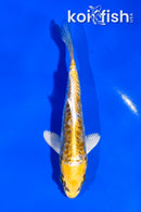 4" ARAGOKE KIN KIKOKURYU