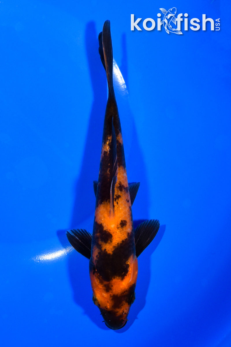 7.25" HI UTSURI