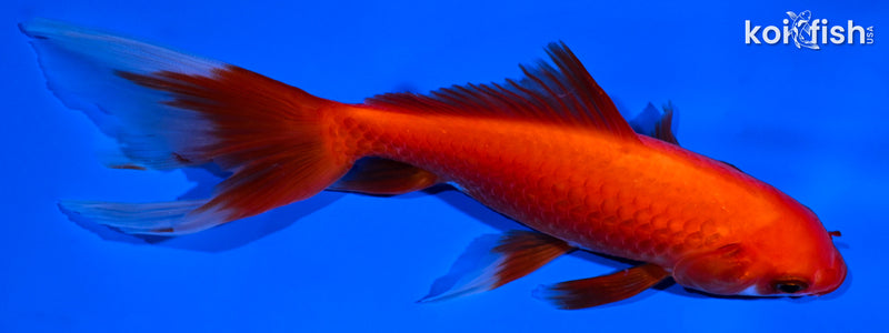 5.75" WATONAI GOLDFISH