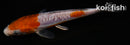 5.5" DOITSU OCHIBA SHIGURE