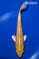 8" YAMABUKI OGON