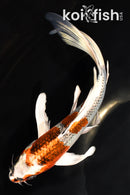 7.5" GINRIN KUJAKU BUTTERFLY