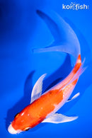 6" HARIWAKE BUTTERFLY