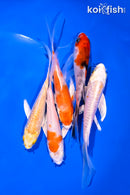 PACK OF (5) 4-5" BUTTERFLY KOI
