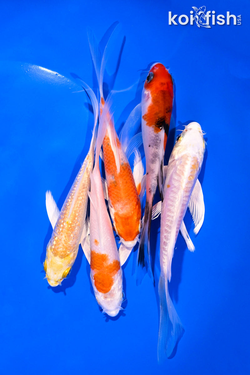 PACK OF (5) 4-5" BUTTERFLY KOI