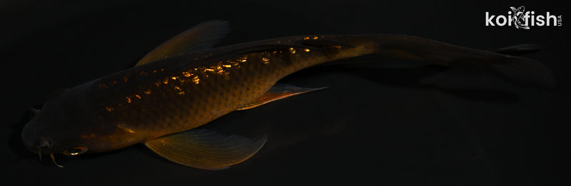 5.5" GINRIN CHAGOI BUTTERFLY