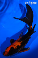7.5" HI UTSURI BUTTERFLY