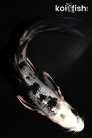 5.5" GINRIN GIN SHIRO BEKKO BUTTERFLY